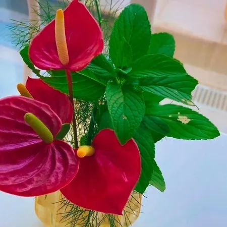 Chc Rochinha פונשל