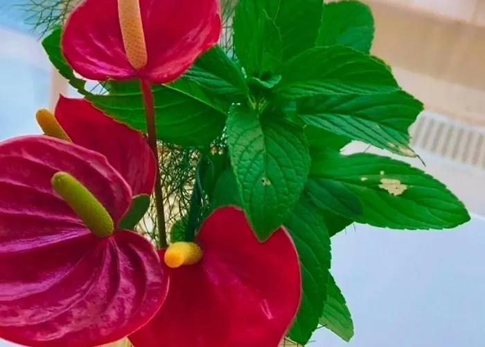 Chc Rochinha פונשל